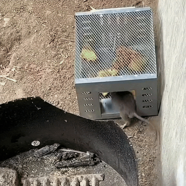 КАПАН ЗА МИШКИ/ПЛЪХОВЕ